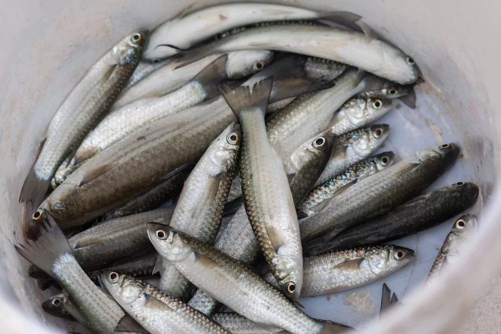 Uzmanlar Kasım ayında ağzınıza bile sürmemeniz gereken balıkları açıkladı
