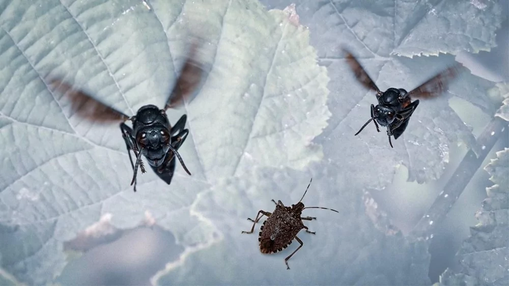 Kokarca böceğine karşı Samuray Arısı üretilecek!