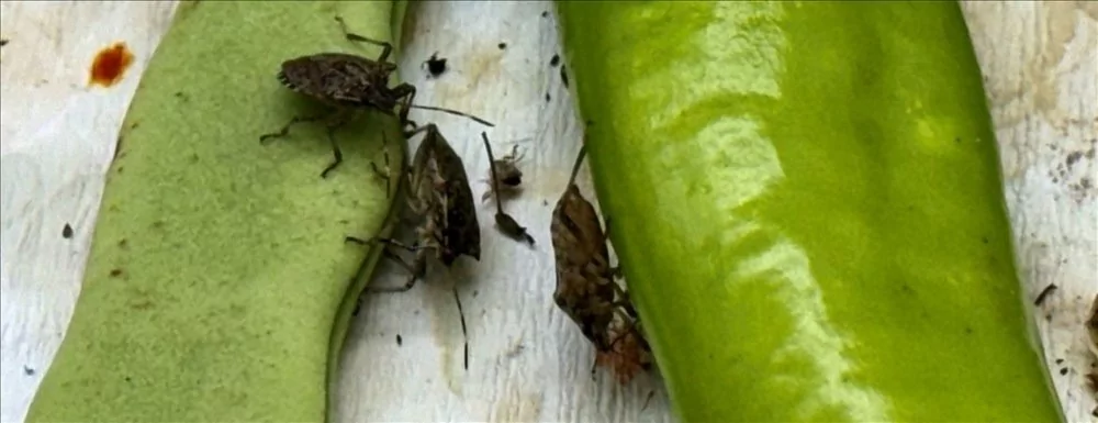 Kokarca böceğine karşı Samuray Arısı üretilecek!