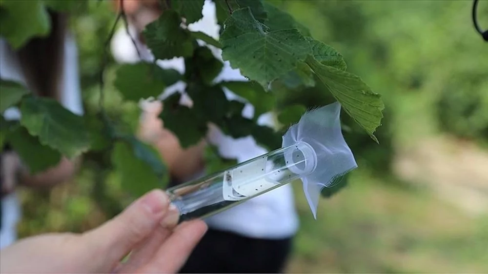 Kokarca böceğine karşı Samuray Arısı üretilecek!