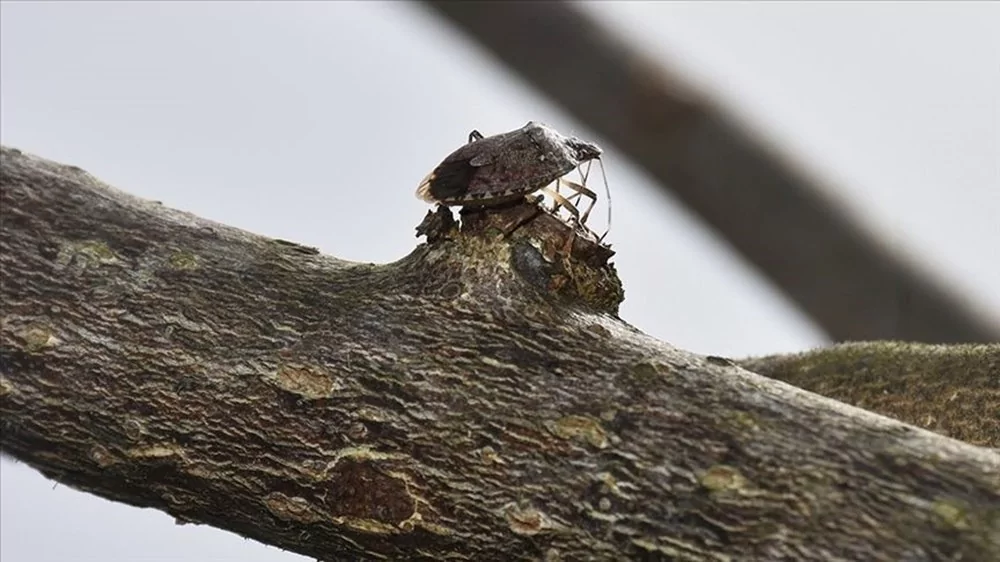 Kokarca böceğine karşı Samuray Arısı üretilecek!