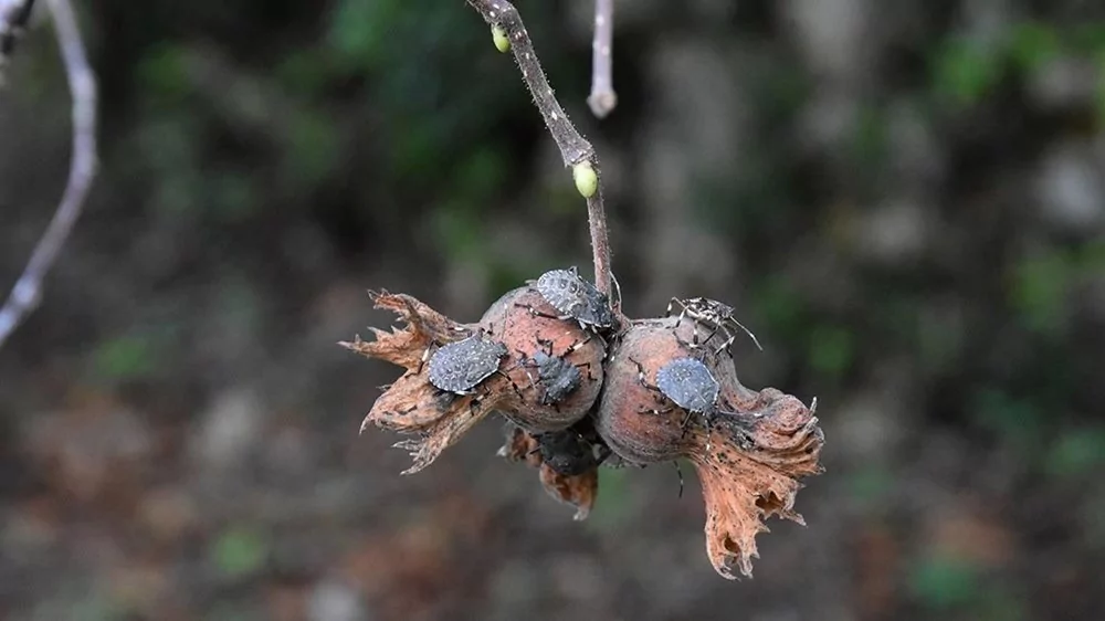 Kokarca böceğine karşı Samuray Arısı üretilecek!
