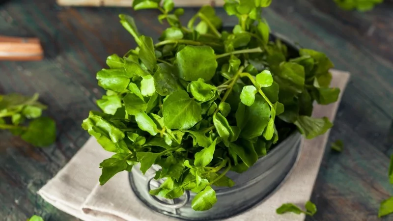 Dünyanın en sağlıklı sebzeleri seçildi! Ispanak mı su teresi mi?