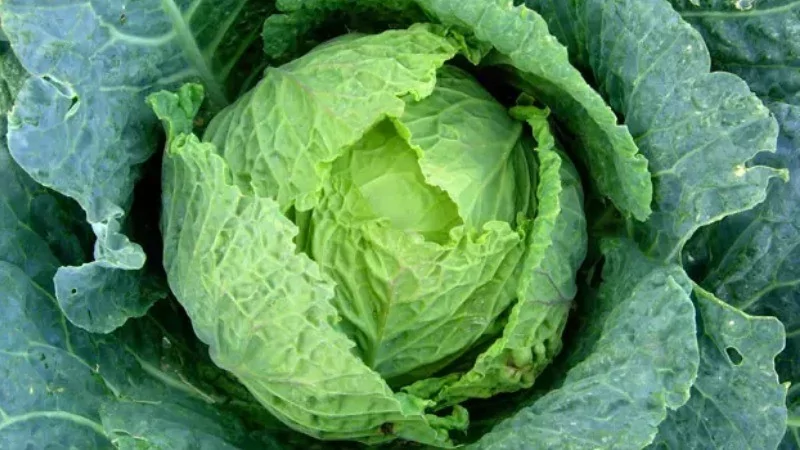 Dünyanın en sağlıklı sebzeleri seçildi! Ispanak mı su teresi mi?