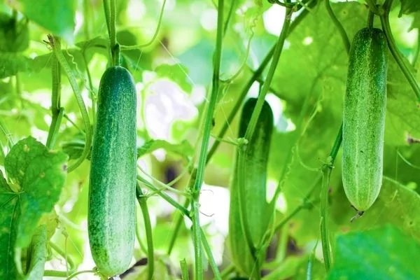 'Dünyanın en sağlıklı gıdası' diyerek açıklandı
