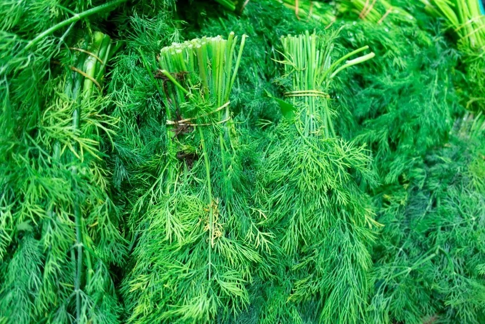 Türkiye'de yabani yetişen bitki, suya katıldığında zayıflatıyor!