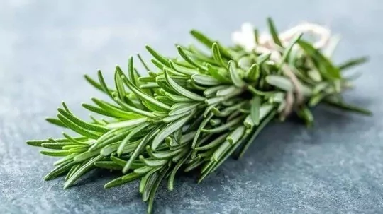 Kekik ve biberiye kansere karşı doğal savunma