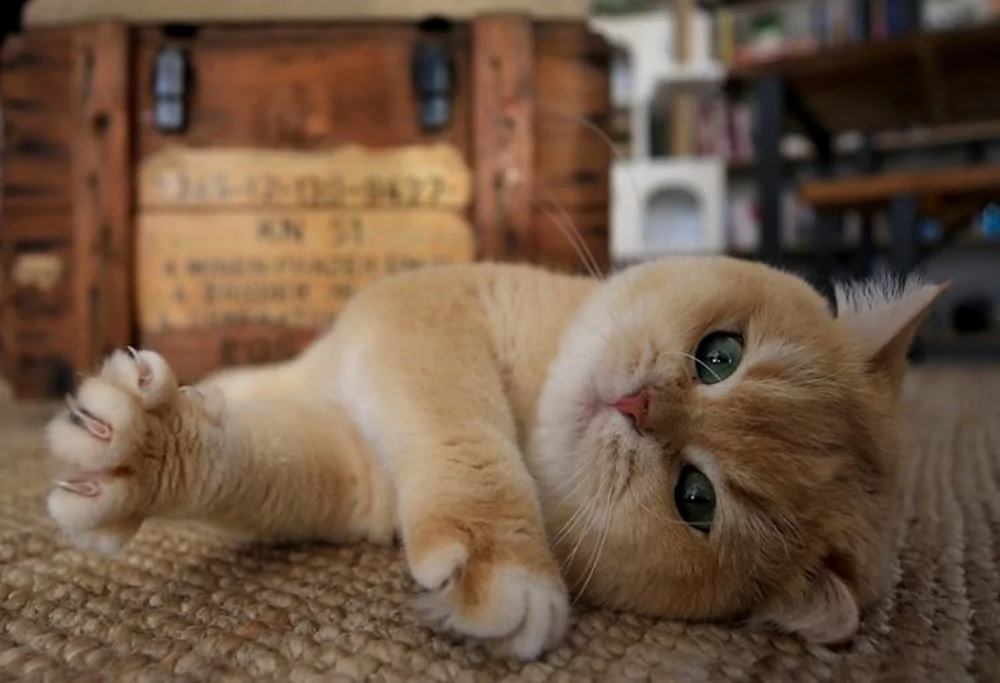 Turuncu kedilerin sırrı ortaya çıktı!