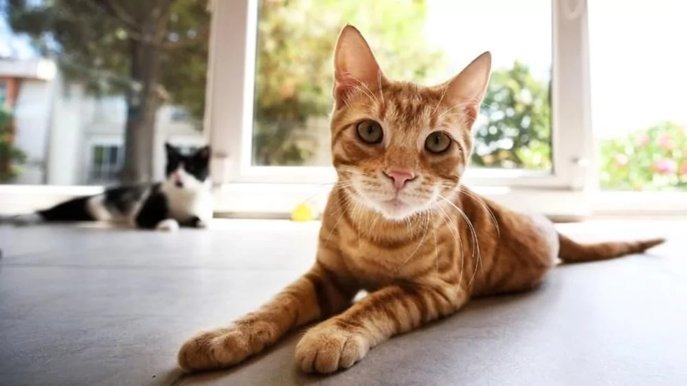 Turuncu kedilerin sırrı ortaya çıktı!
