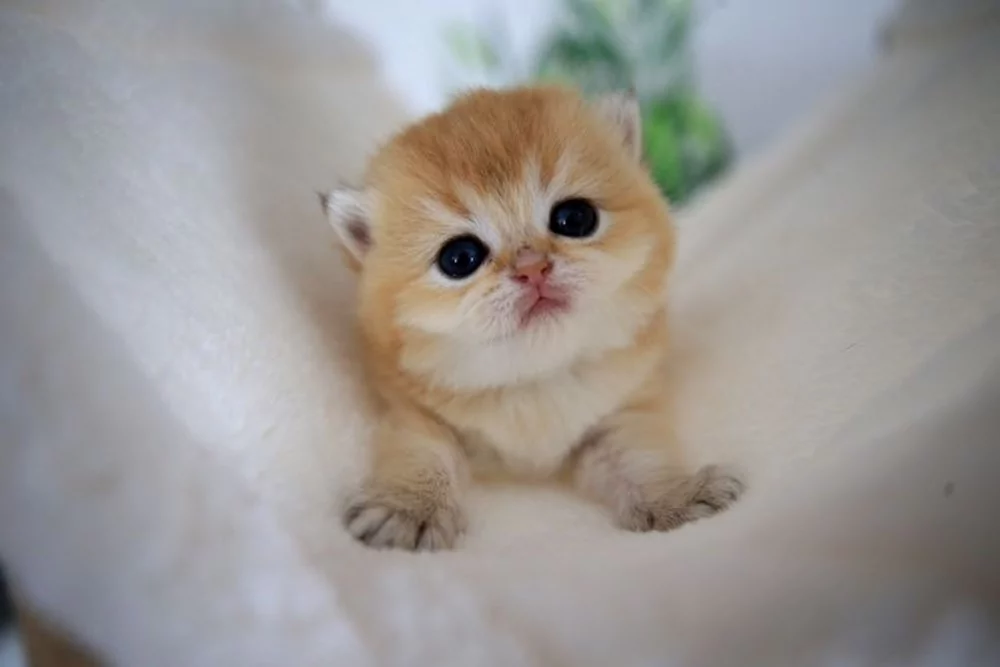 Turuncu kedilerin sırrı ortaya çıktı!