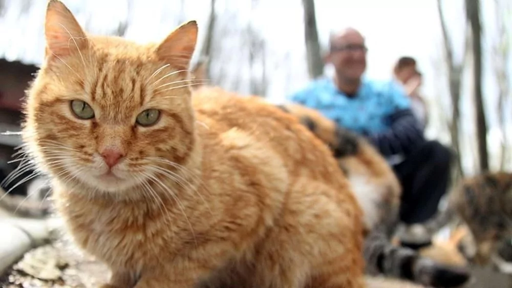 Turuncu kedilerin sırrı ortaya çıktı!