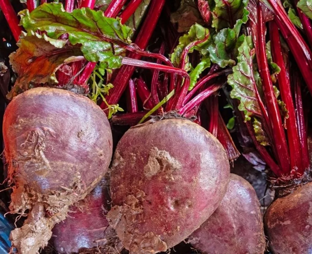 Şalgamın çok az bilinen 10 faydası: Hayatınızdan eksik etmeyin