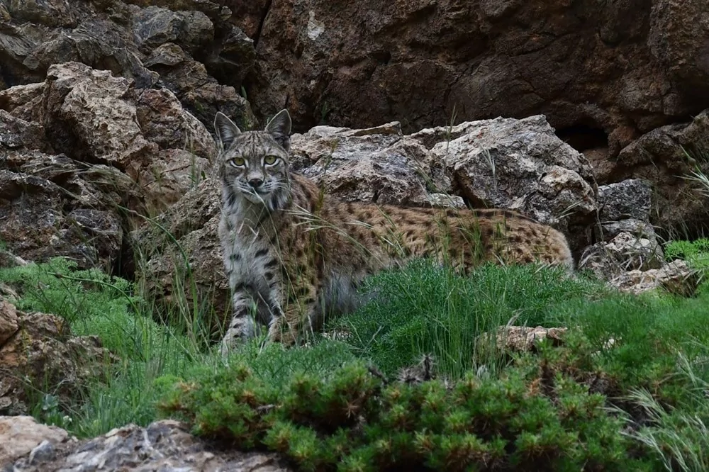 Bu yıl düzenlenen Devlet Fotoğraf Yarışması sonuçları