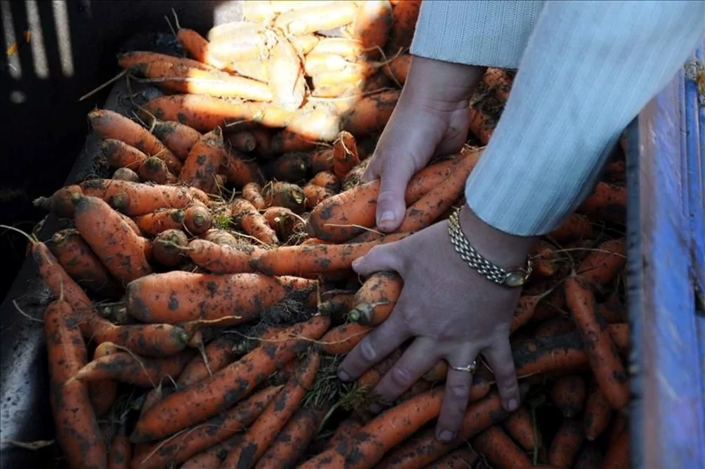 Her gün havuç suyu içmenin faydaları