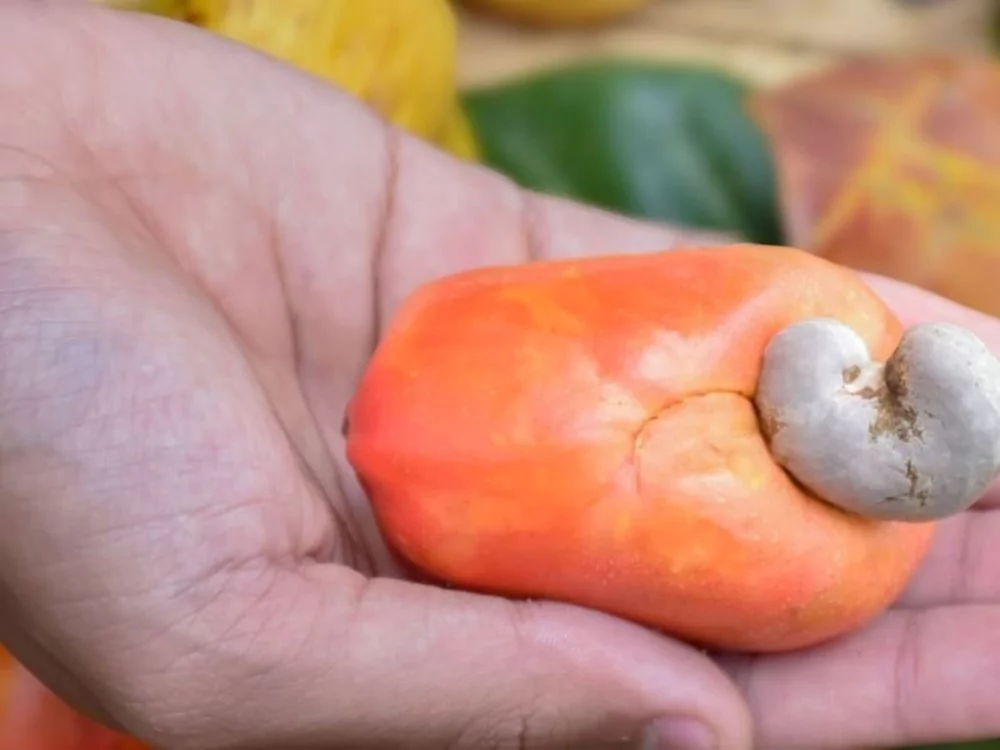 Günde 5 tane kaju yemenin faydaları