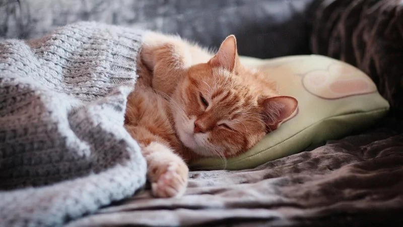 TikTok'un yeni ' Hurkle-durkle' trendi