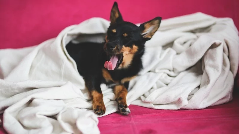 TikTok'un yeni ' Hurkle-durkle' trendi