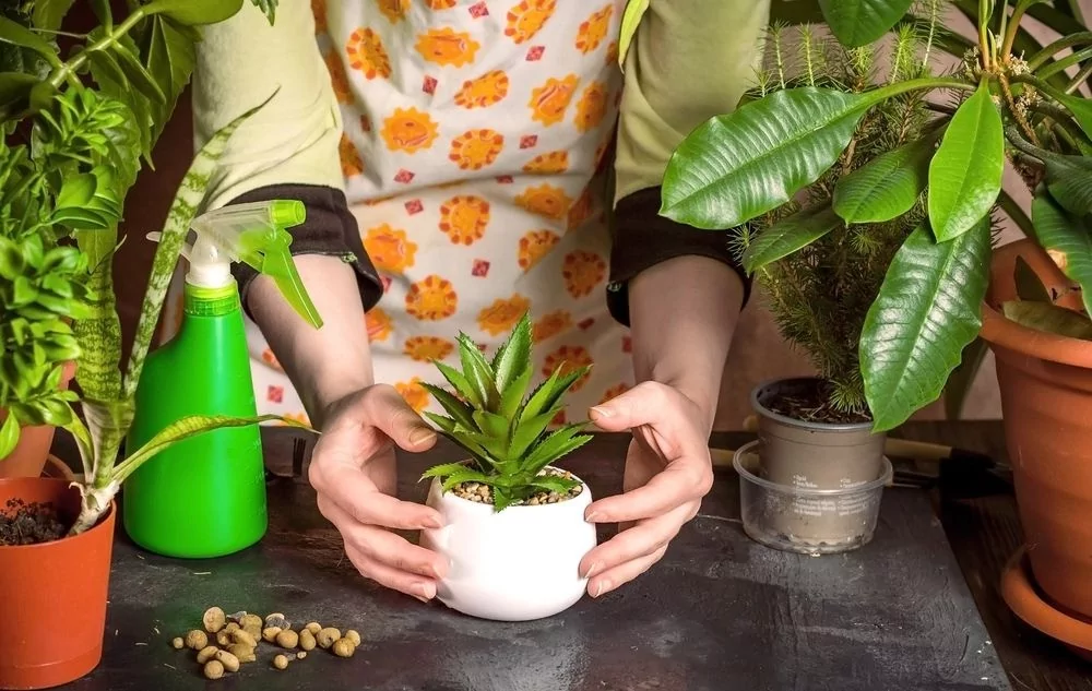 Kışın bile bitkileriniz çiçek açacak! İşte o yöntem