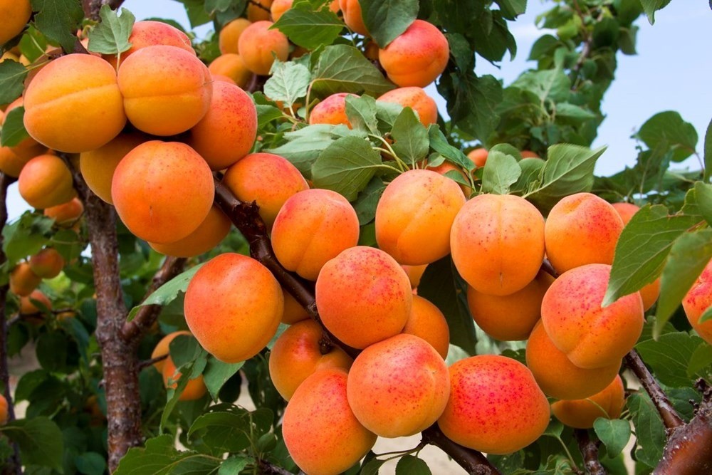 Kemikleri güçlendiren, fosfor oranı yüksek besinler!