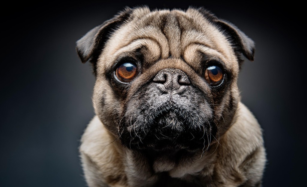 Sahiplerinin stresi köpeklerin stres seviyesini etkiliyor