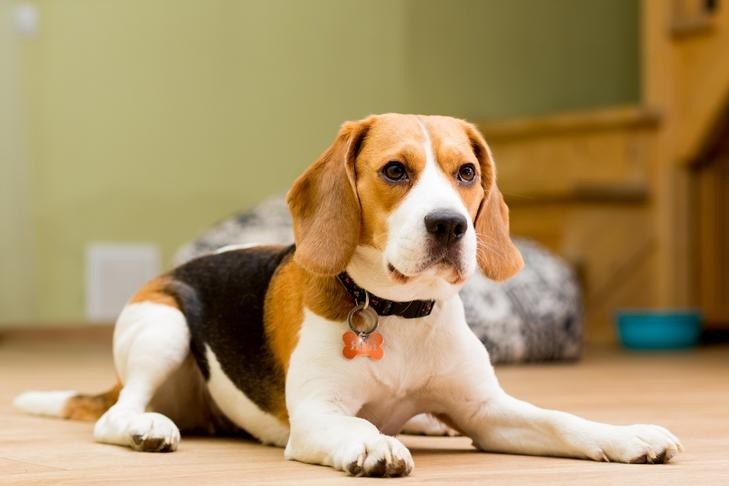 Sahiplerinin stresi köpeklerin stres seviyesini etkiliyor