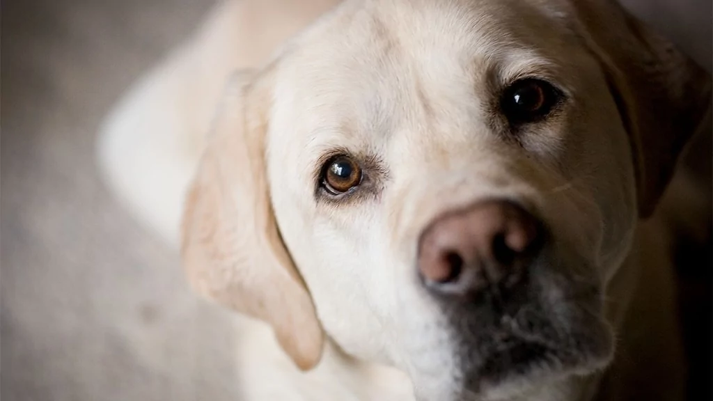 Sahiplerinin stresi köpeklerin stres seviyesini etkiliyor