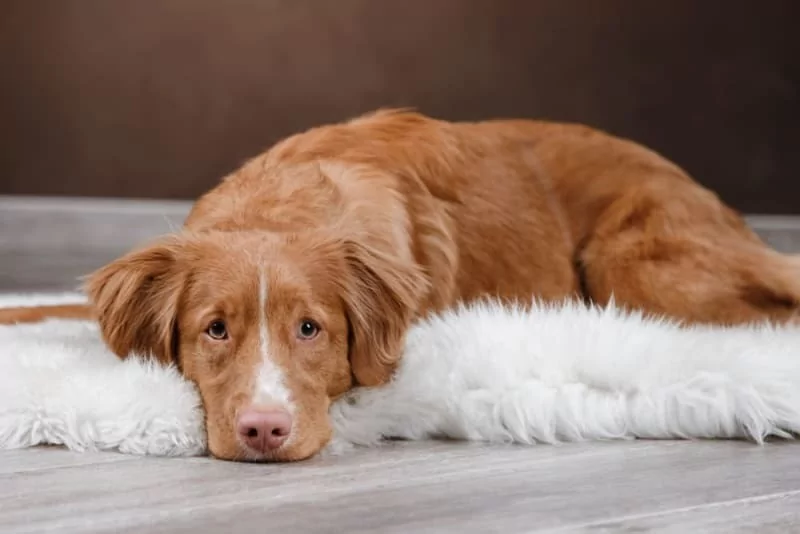 Sahiplerinin stresi köpeklerin stres seviyesini etkiliyor