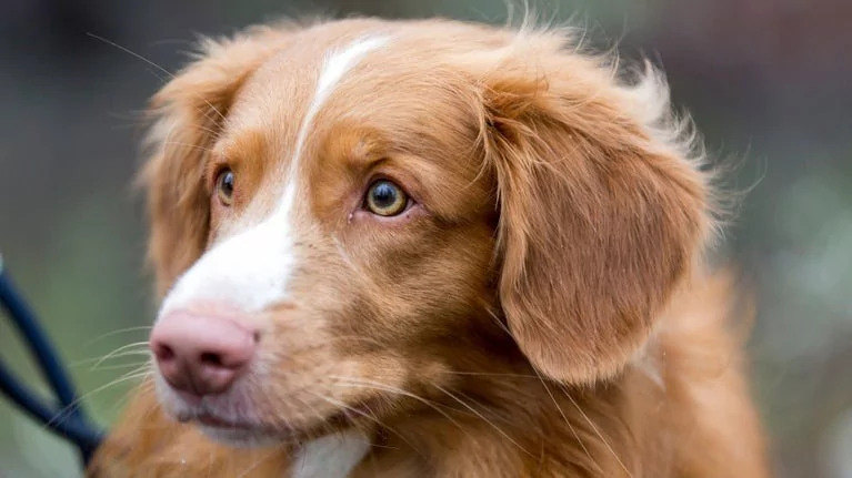 Sahiplerinin stresi köpeklerin stres seviyesini etkiliyor