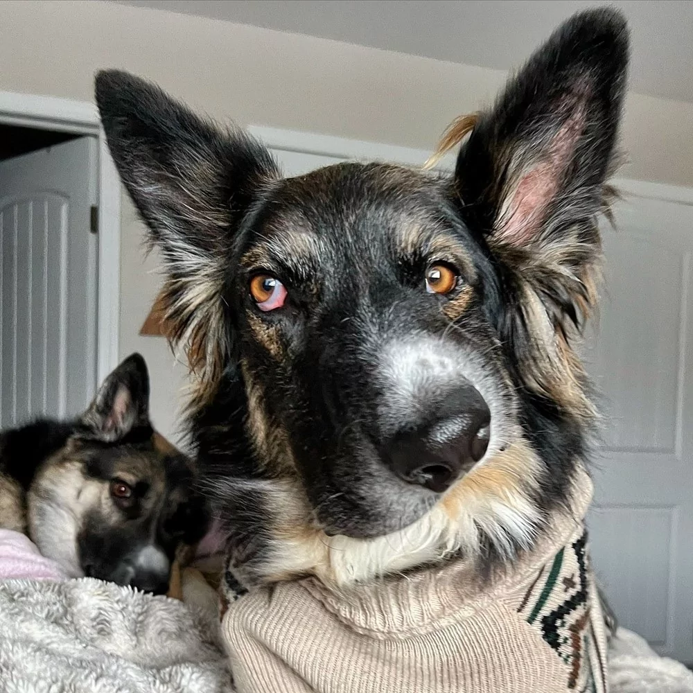 Asimetrik yüzüyle Picasso eserlerine benzetildi