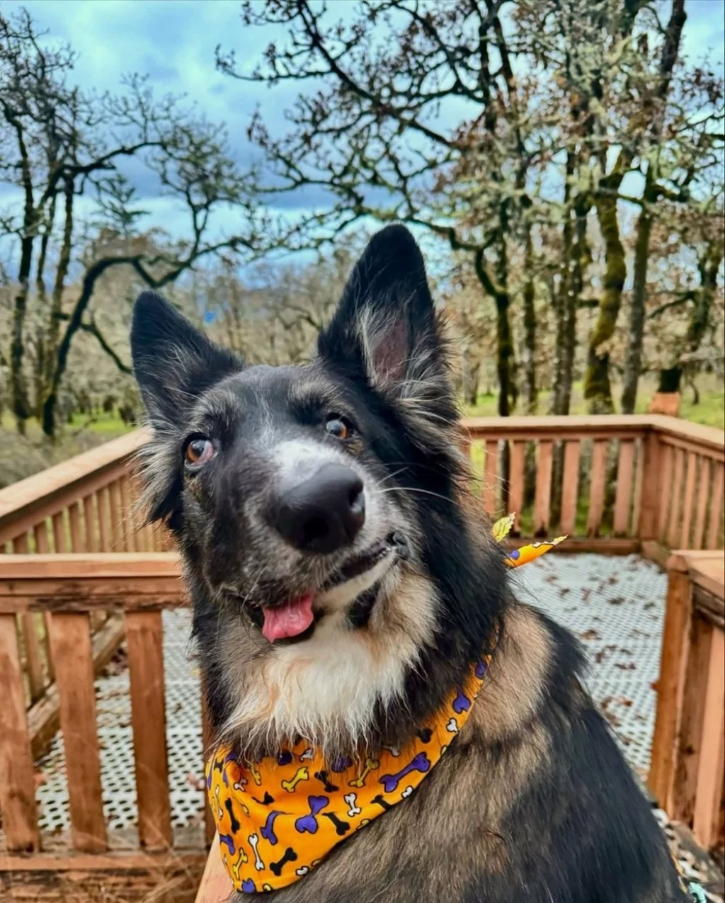 Asimetrik yüzüyle Picasso eserlerine benzetildi