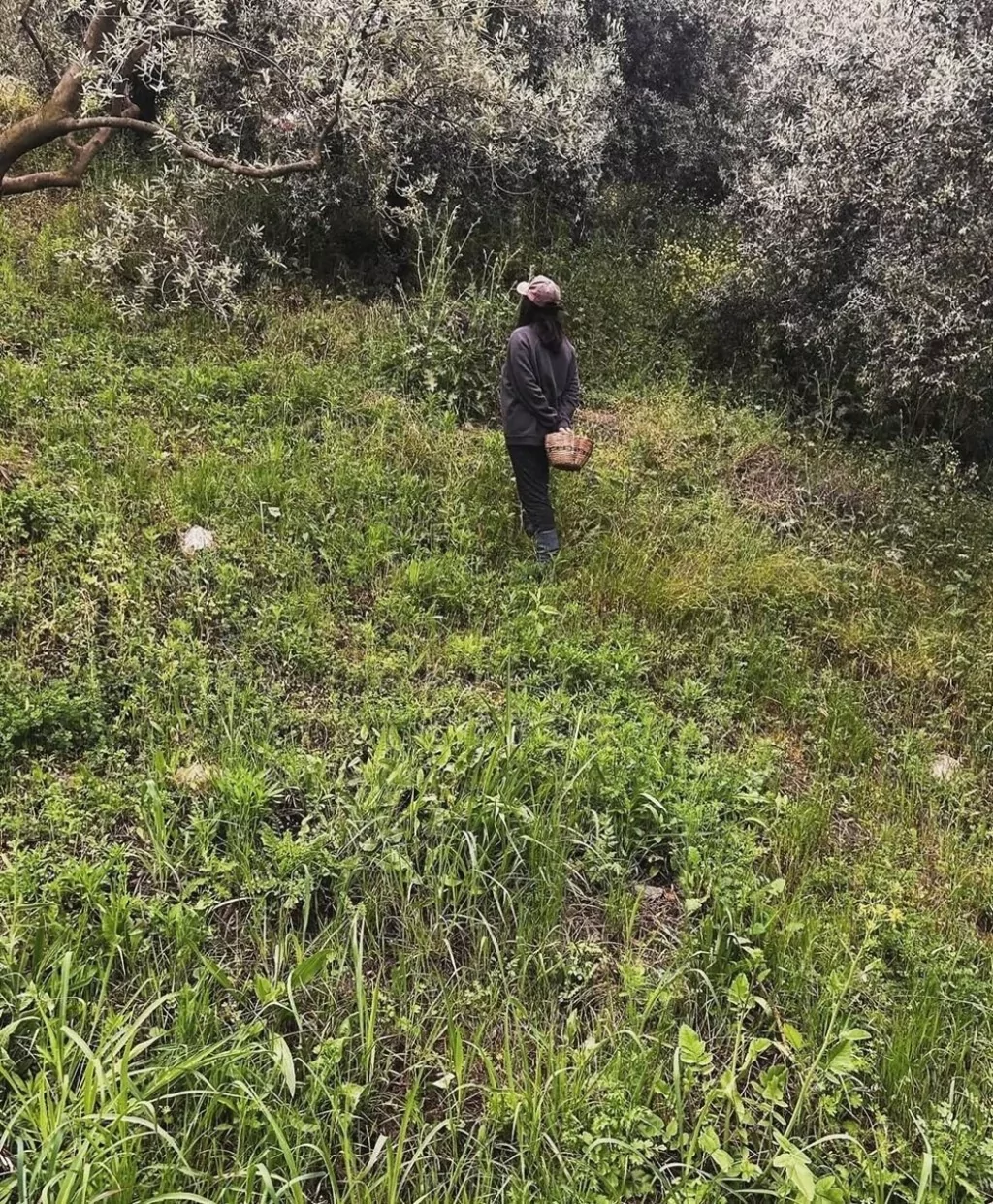 Aslıhan Gürbüz'ün zeytin hasadı: Ekranlara geri dönüyor
