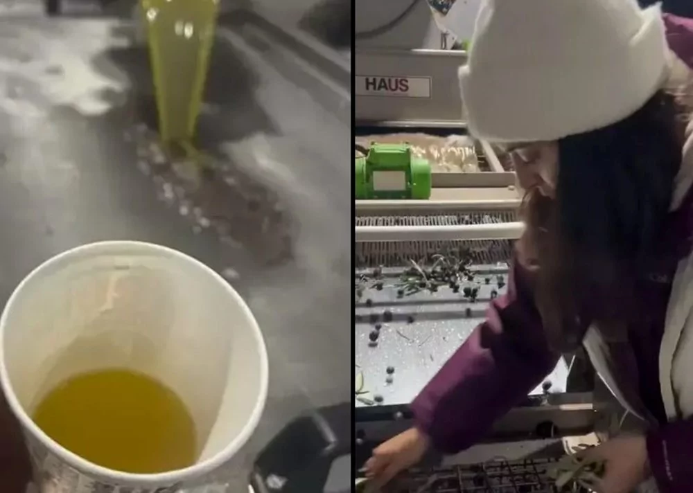 Aslıhan Gürbüz'ün zeytin hasadı: Ekranlara geri dönüyor