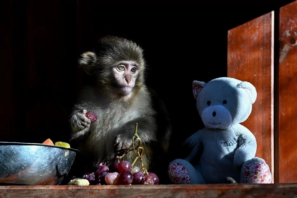 Koli içinde bulunmuştu! "Fıstık" yaşam parkının maskotu oldu