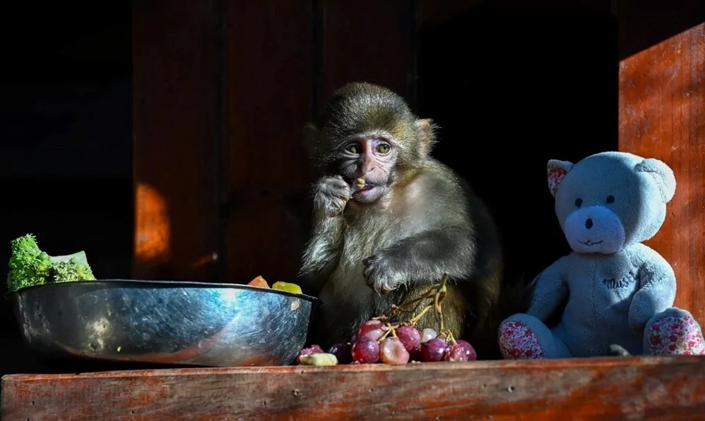 Koli içinde bulunmuştu! "Fıstık" yaşam parkının maskotu oldu