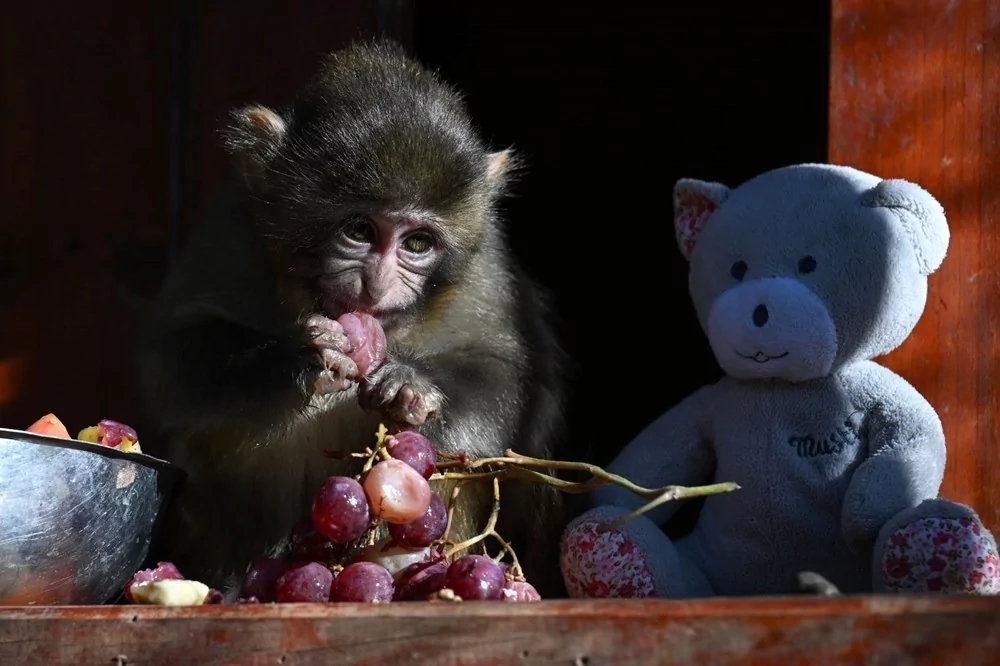 Koli içinde bulunmuştu! "Fıstık" yaşam parkının maskotu oldu