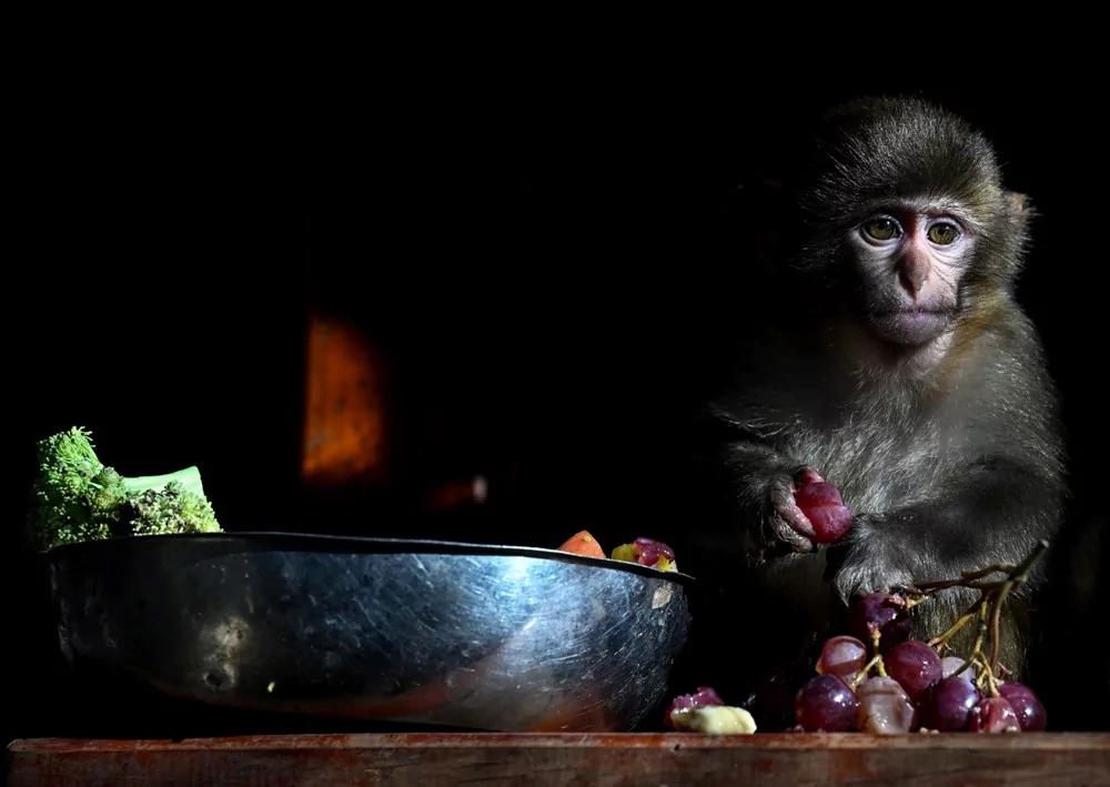 Koli içinde bulunmuştu! "Fıstık" yaşam parkının maskotu oldu