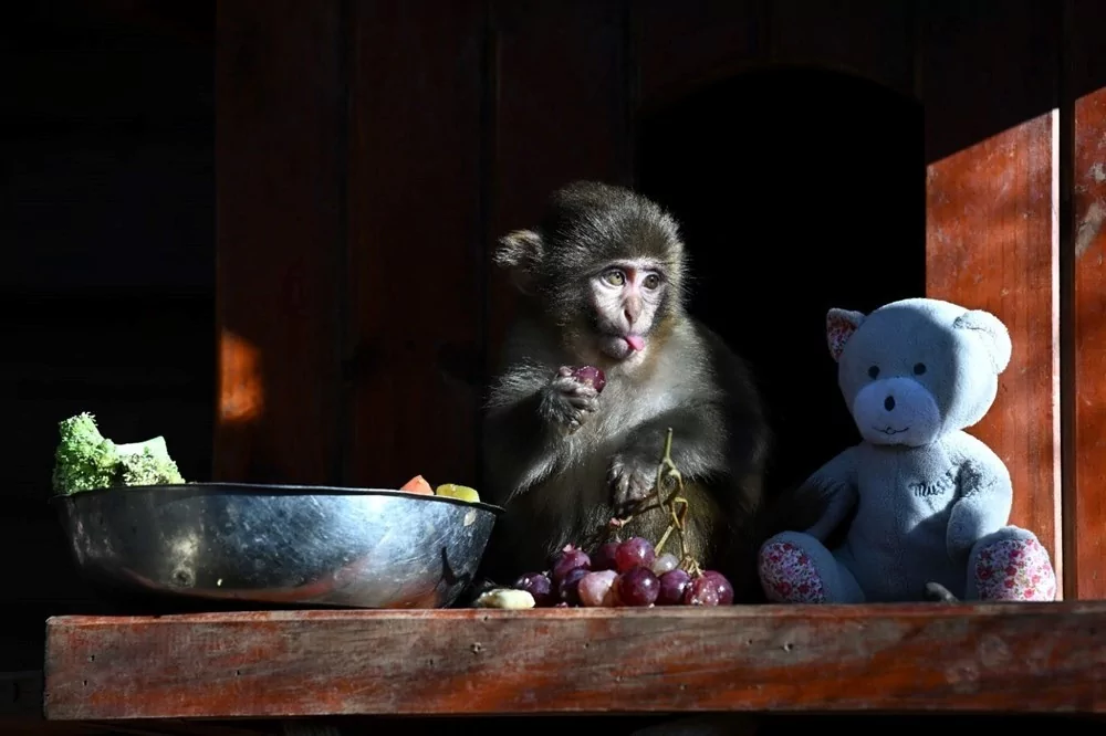 Koli içinde bulunmuştu! "Fıstık" yaşam parkının maskotu oldu