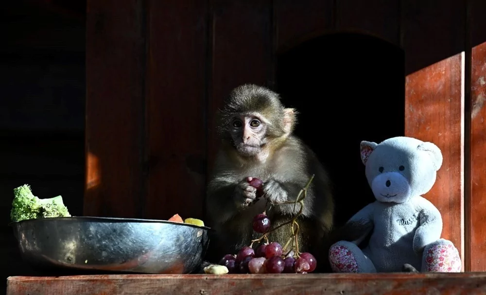 Koli içinde bulunmuştu! "Fıstık" yaşam parkının maskotu oldu