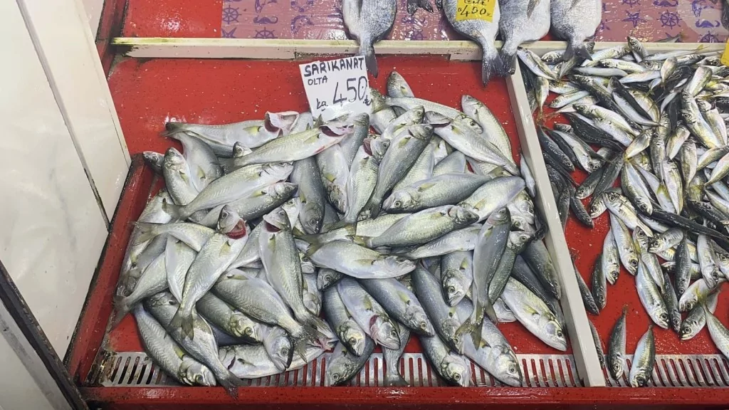 Marmara Denizi soğumadı, beklenen lüfer akını yaşanmadı