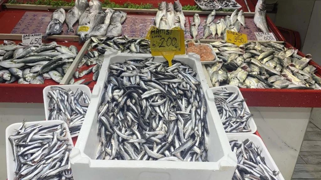 Marmara Denizi soğumadı, beklenen lüfer akını yaşanmadı