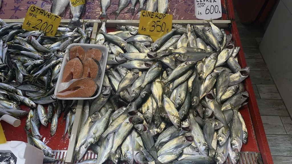 Marmara Denizi soğumadı, beklenen lüfer akını yaşanmadı