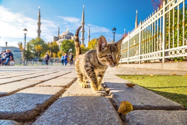 Harvardlı akademist Türkiye'deki kediler için: "Bu yakınlık beni büyülüyor"