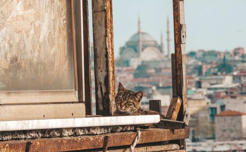 Harvardlı akademist Türkiye'deki kediler için: "Bu yakınlık beni büyülüyor"
