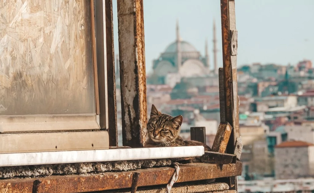 Harvardlı akademist Türkiye'deki kediler için: "Bu yakınlık beni büyülüyor"