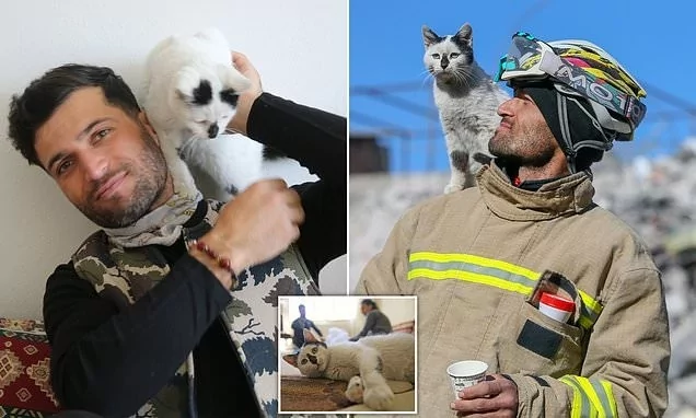 Harvardlı akademist Türkiye'deki kediler için: "Bu yakınlık beni büyülüyor"