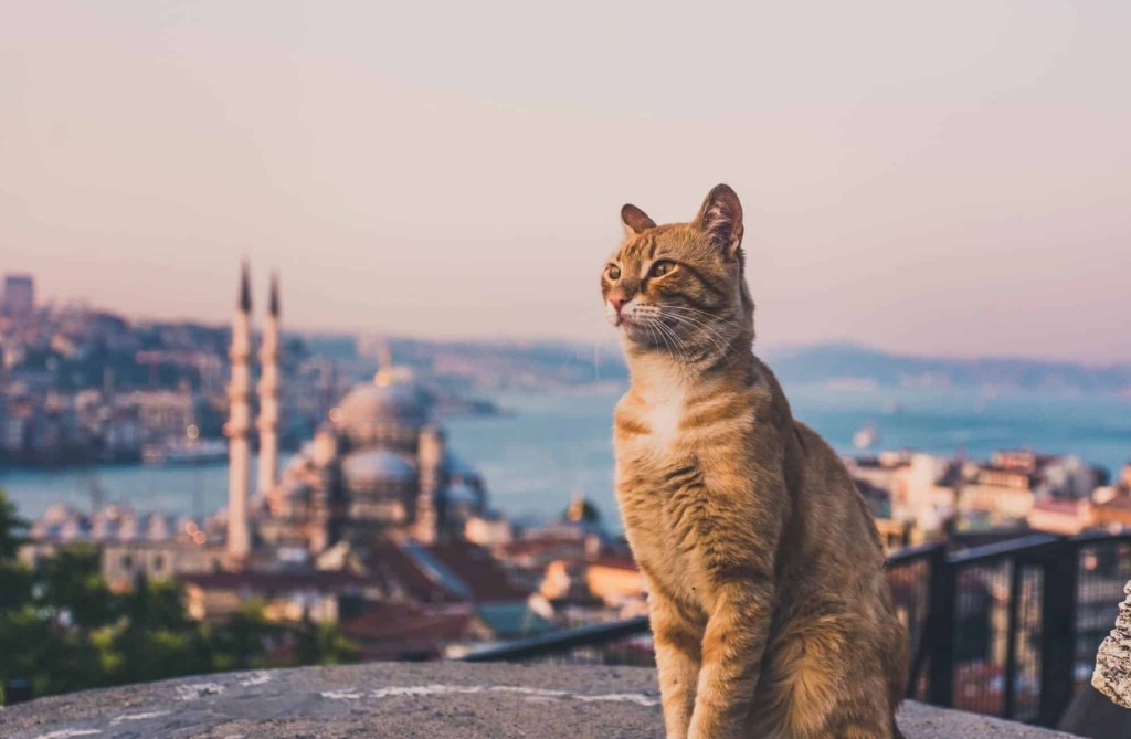 Harvardlı akademist Türkiye'deki kediler için: "Bu yakınlık beni büyülüyor"