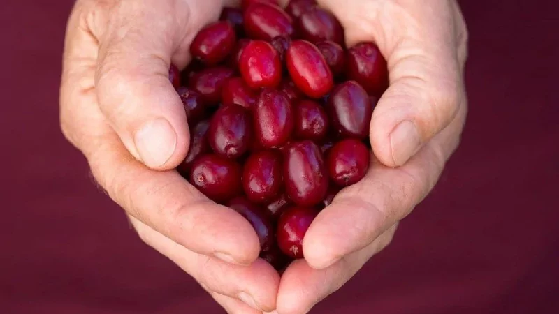 Böbrek hasarını engelleyen 5 süper besin önerisi