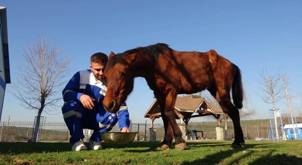 Bursa'da 3 bacaklı Frida yaşama tutundu!