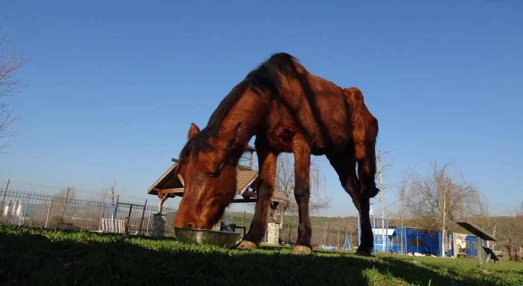 Bursa'da 3 bacaklı Frida yaşama tutundu!