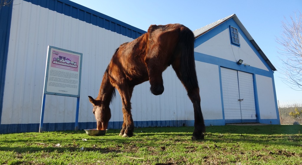 Bursa'da 3 bacaklı Frida yaşama tutundu!